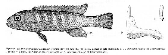 Pseudotropheus elongatus, drawings from Ribbink et al. (1983)