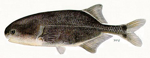 Petrocephalus catostoma, a mormyrid
found in Lake Malawi; illustration from Skelton (1993), used by permission
of P.H. Skelton