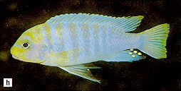 Maylandia hajomaylandi, photo from Ribbink et al. (1983)
