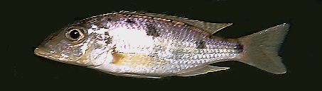Stigmatochromis pholidophorus, photo copyright © by M. K. Oliver