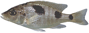 Ctenopharynx pictus photo