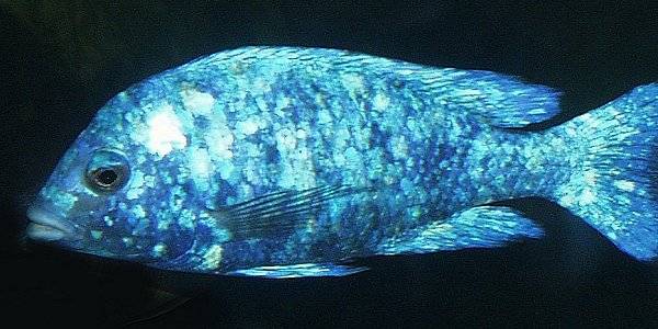 Placidochromis `silver blotch;` photo by Anton Cass, used by his kind permission