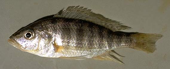 Placidochromis macrognathus, photo copyright © 1997 by M. K. Oliver