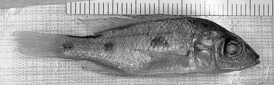 Stigmatochromis pleurospilus, holotype, right side;
photo copyright © by M. K. Oliver