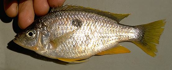 Copadichromis pleurostigmoides, photo copyright © by M. K. Oliver