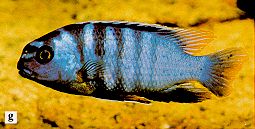 Tropheops cf. microstoma, photo from Ribbink et al. (1983)