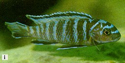 Tropheops modestus, photo from Ribbink et al. (1983)