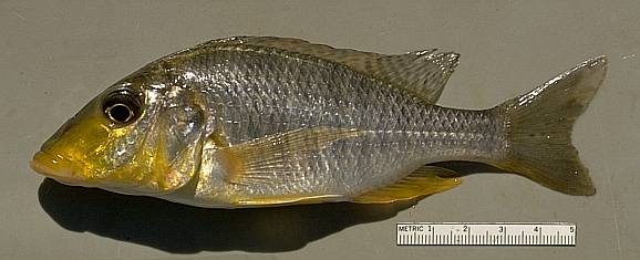 Taeniolethrinops praeorbitalis, photo copyright © by M. K. Oliver