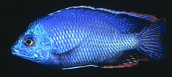 Protomelas dejunctus, photo copyright © by Mark P. Smith, used by permission
