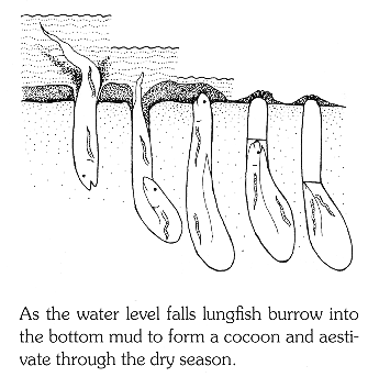 Aestivation in the mud by a lungfish, Protopterus annectens; drawing from Skelton (1993), used by permission of P.H. Skelton