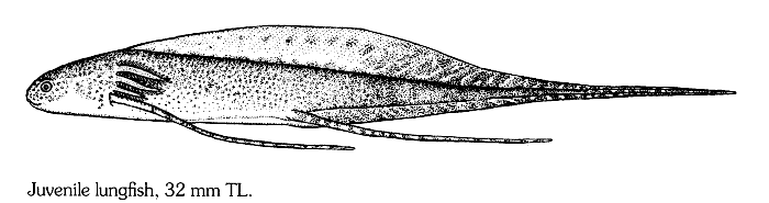 Appearance of juvenile lungfish, Protopterus annectens; drawing from Skelton (1993), used by permission of Prof. P.H. Skelton