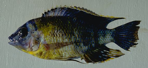 A species in the Protomelas fenestratus group, photo
copyright © by M. K. Oliver