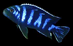 Chindongo demasoni, photo by Erwin Schraml