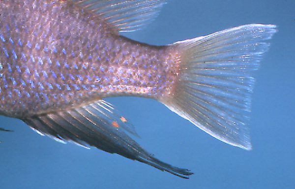 Maylandia elegans, anal and caudal fins,
photo copyright M. K. Oliver