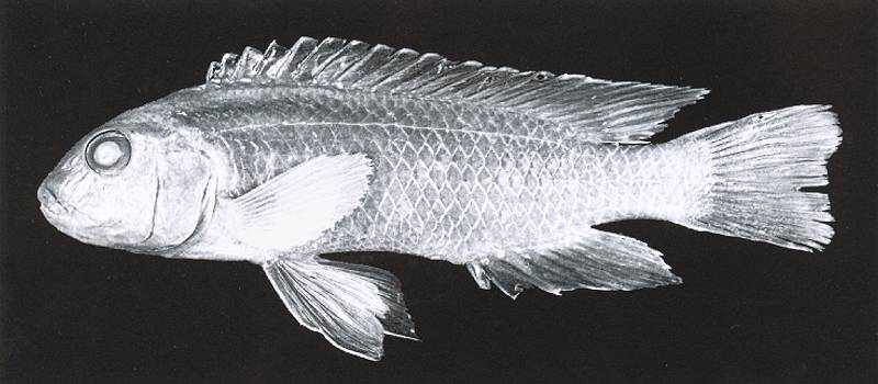 Chindongo longior, preserved holotype; photo from Seegers (1996),
used by permission