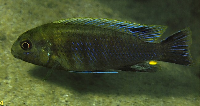 Pseudotropheus lucerna at Nkhata Bay, photo © by Ad Konings, used with permission