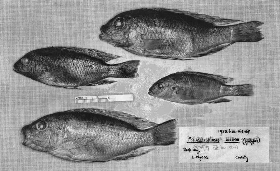Pseudotropheus lucerna, paratypes, photo © by M.K. Oliver