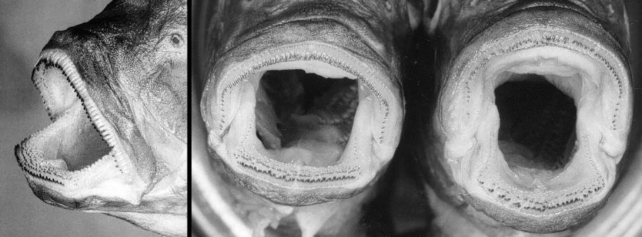 Pseudotropheus lucerna, syntypes, to show jaw teeth. Photo © M.K. Oliver