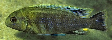 Pseudotropheus lucerna. Photo © Ad Konings