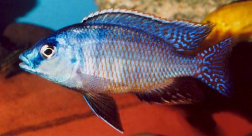 Protomelas taeniolatus `red empress` male,
photo © by Andy Fox, used with permission