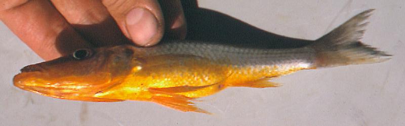 Rhamphochromis `long fin yellow,' to show yellow venter; photo copyright © by M. K. Oliver