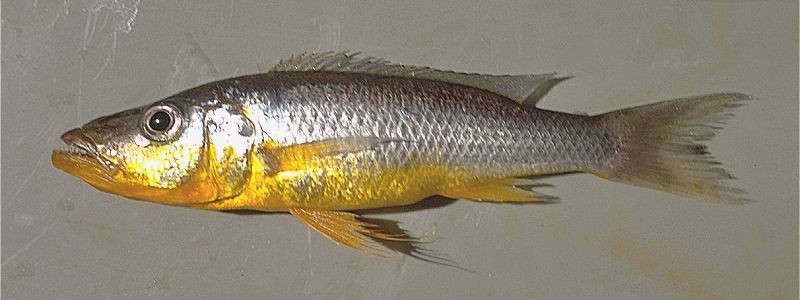 Rhamphochromis `long fin yellow,' possibly identifiable with R. brevis;
photo copyright © by M. K. Oliver