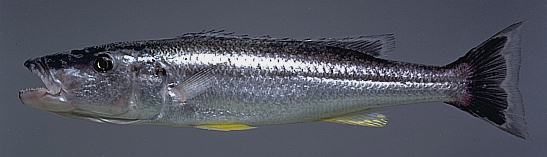 Rhamphochromis esox, photo copyright © by M. K. Oliver