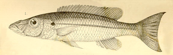 Rhamphochromis macrophthalmus, a syntype, from Regan (1922)