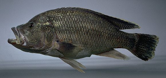 Serranochromis r. robustus, photo copyright © 1997
by M. K. Oliver