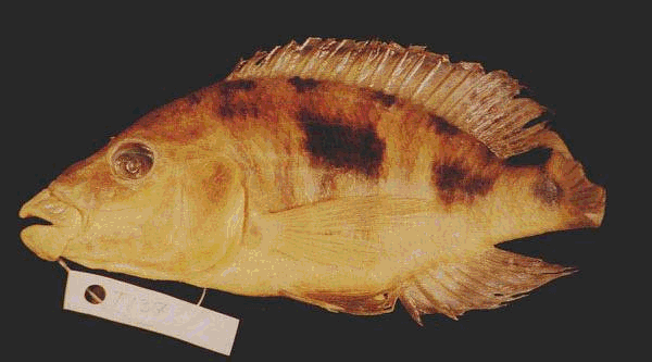Otopharynx pachycheilus (`rubberlip`), a new species of three-spot hap;
photos by Matt Arnegard, used by permission