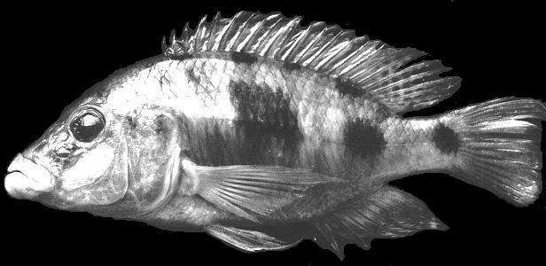 Otopharynx pachycheilus, holotype;
photo by Matt Arnegard, used by permission