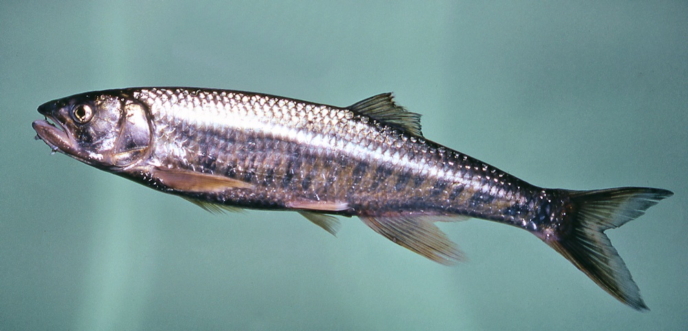 Opsaridium microcephalum, the Sanjika, a predatory cyprinid found in Lake Malawi. Photo copyright © by M. K. Oliver