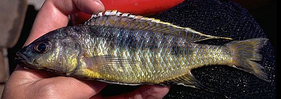 Sciaenochromis gracilis (?), photo copyright © by M. K. Oliver