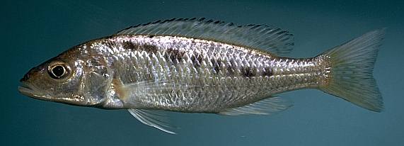 Sciaenochromis gracilis (?), photo copyright © by M. K. Oliver