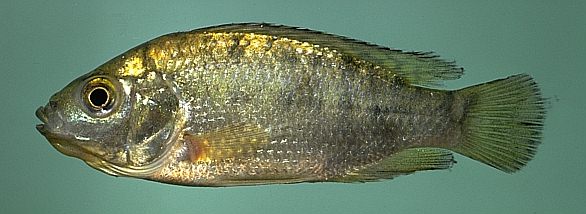 Oreochromis shiranus shiranus, photo copyright © 1997 by
M. K. Oliver