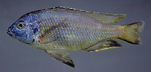 Protomelas cf. similis, photo copyright © 1997 by M. K. Oliver