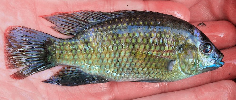 Tilapia sparrmanii, a widespread cichlid found in waters surrounding Lake Malawi; photo of a Lake Chilingali (Malawi) specimen by Prof. George Turner