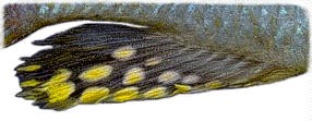 Anal fin of male Protomelas spilopterus, example of `hap' flock