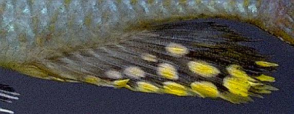 Protomelas spilopterus, anal fin of adult male;
photo copyright © by M. K. Oliver