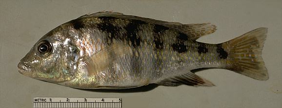 Placidochromis subocularis, photo copyright © by M. K. Oliver