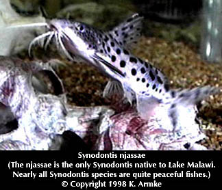 Synodontis njassae, a mochokid catfish
found in Lake Malawi; photo © 1998 by K. Armke, used by permission
of Ken Armke of Armke's Rare Aquarium Fish