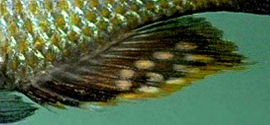 Otopharynx tetrastigma, photo copyright © by M. K. Oliver