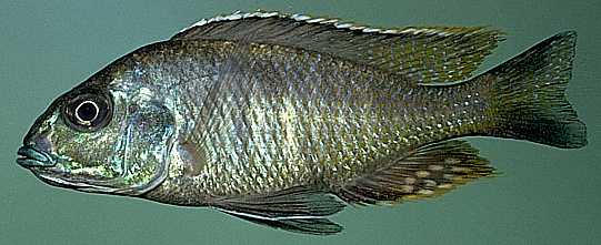 Otopharynx tetrastigma, photo copyright © by M. K. Oliver