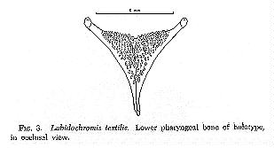 Lower pharyngeal bone of Labidochromis textilis holotype,
drawing copyright © by M. K. Oliver