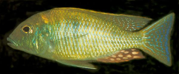 Tramitichromis intermedius, photo © by Ad Konings
