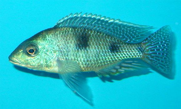 Tramitichromis intermedius, photo © by Spencer Jack