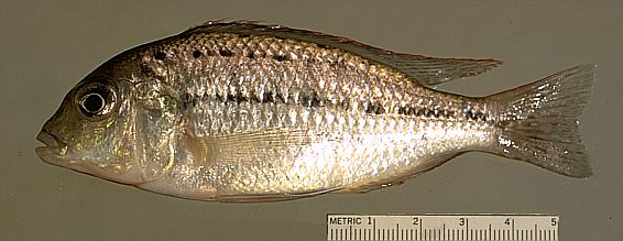 Protomelas triaenodon, photo copyright © by M. K. Oliver