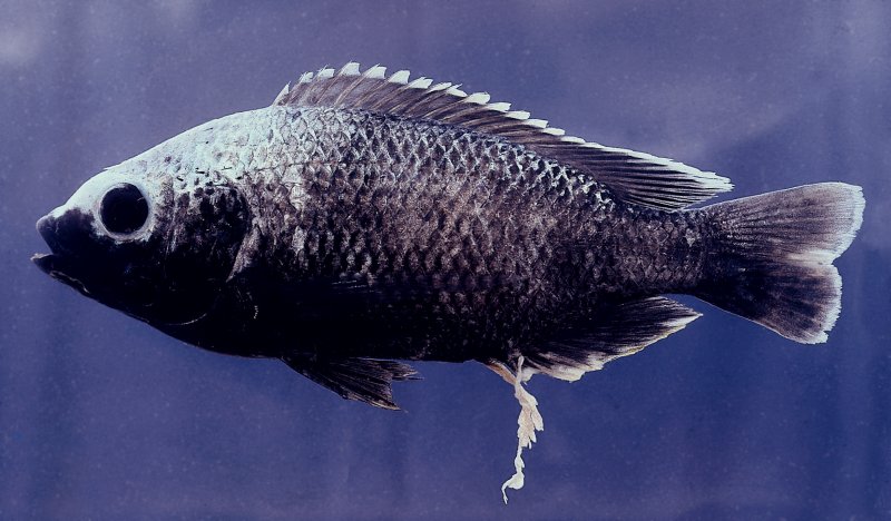 Oreochromis squamipinnis, territorial male; photo copyright © by Denis Tweddle