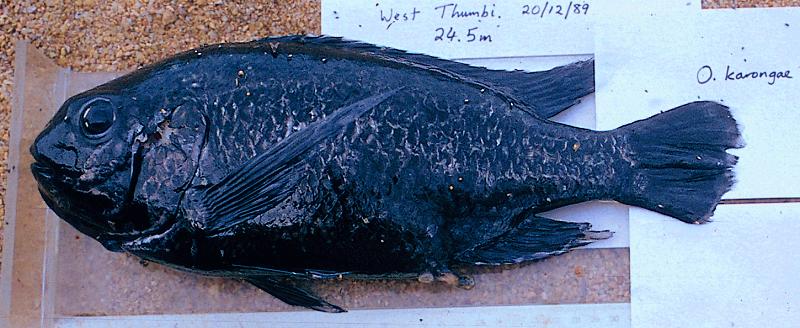 Oreochromis karongae, territorial male; photo copyright © by George Turner