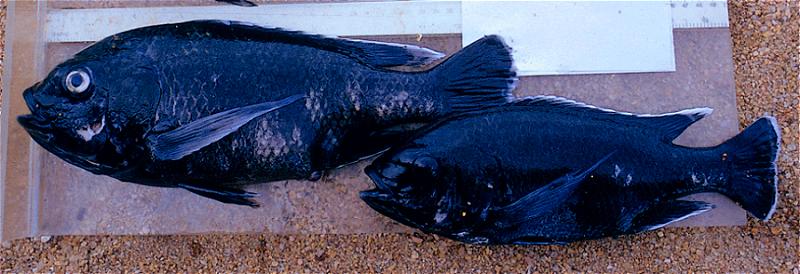 Oreochromis lidole, territorial males; photo copyright © by George Turner